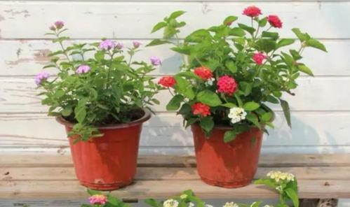 澳门大哥爆料视频大全最新,视频大全揭秘幕后真相 第2张 澳门大哥爆料视频大全最新,视频大全揭秘幕后真相 第2张